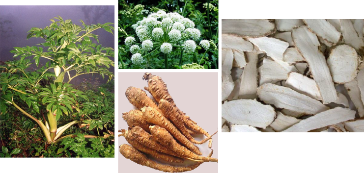Dược liệu bạch chỉ