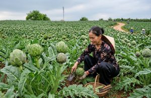 Actiso dược liệu vàng cho gan và sức khoẻ