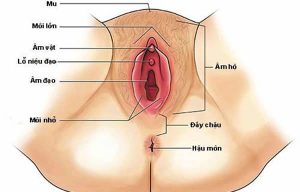 âm hộ phụ nữ