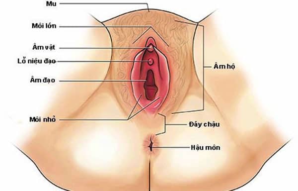 âm hộ phụ nữ