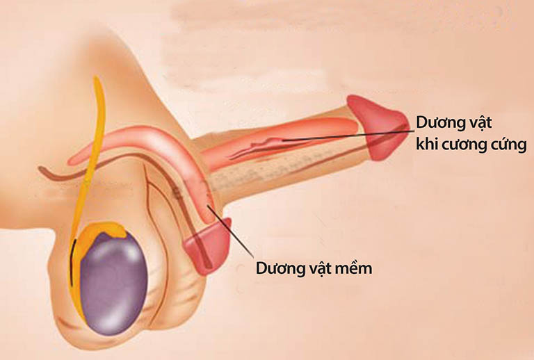 Vì sao sử dụng Đông Trùng Hạ Thảo Nam Đan