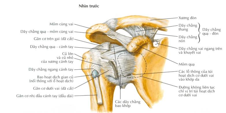 Giải phẫu xương chi trên
