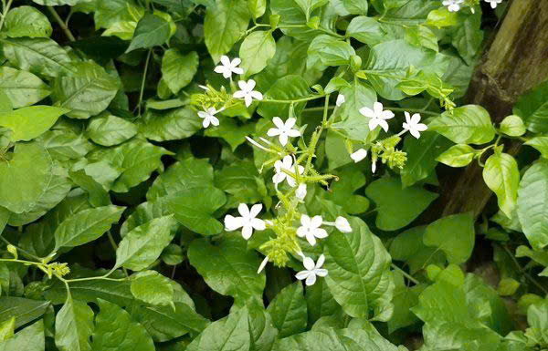 Bạch Hoa Xà Thiệt Thảo